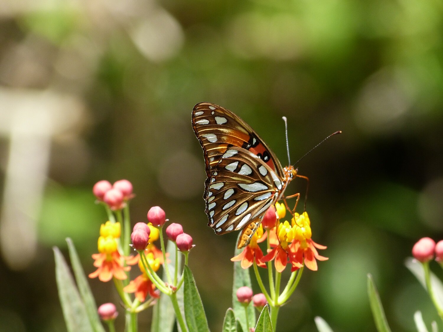 Milkweed