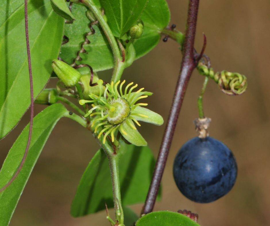 Corkystem passion vine