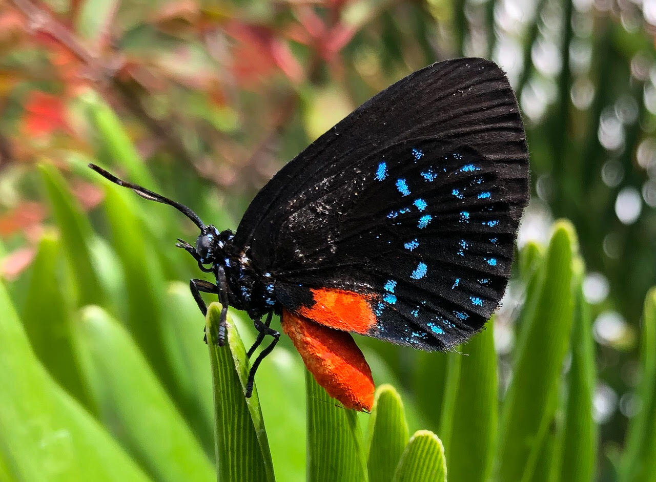 Atala Butterfly on Coontie