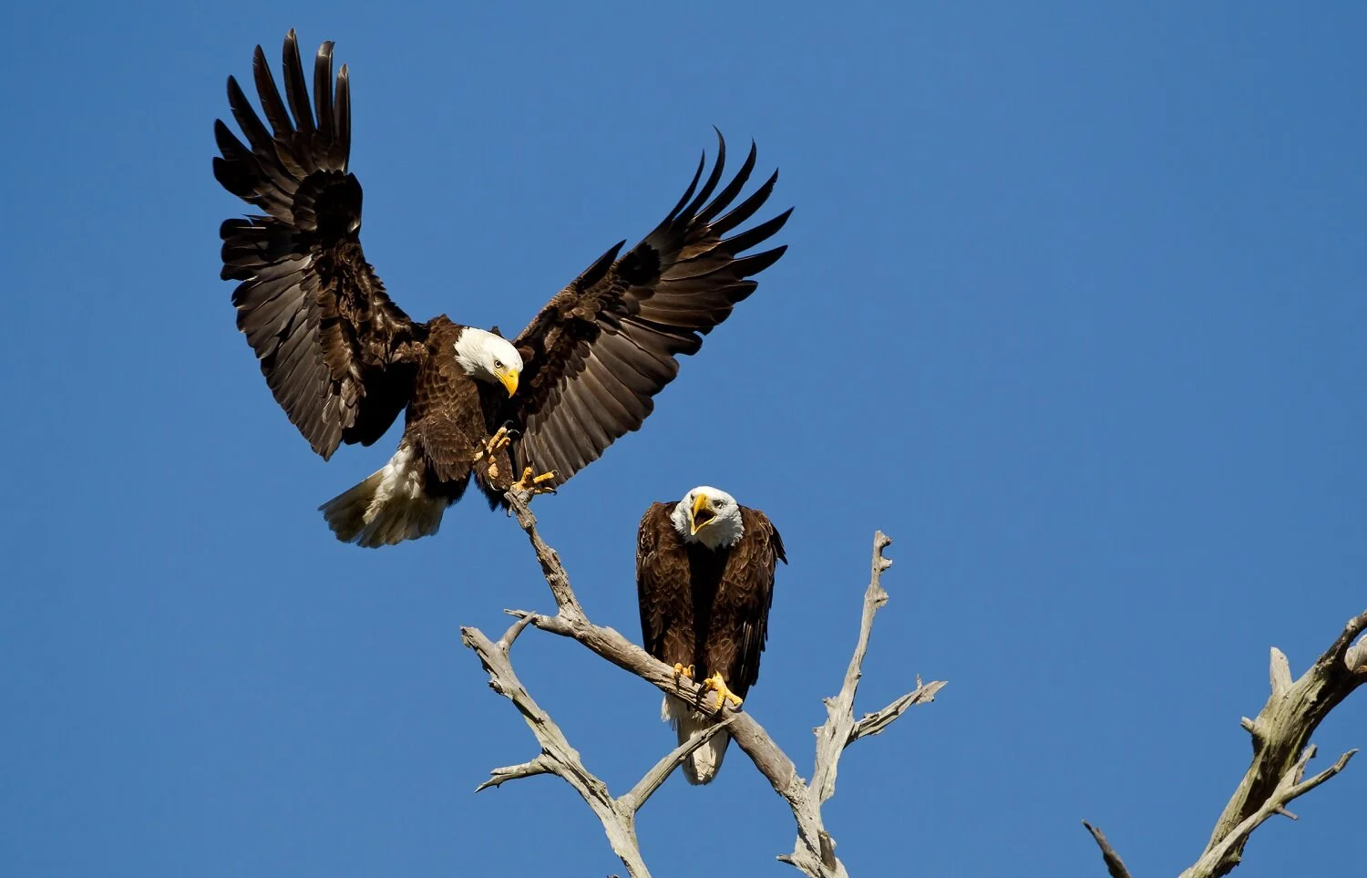 Aud_APA-2019_Bald-Eagle_A1-8813-2_TS_Photo-Robert-Bailey.jpg