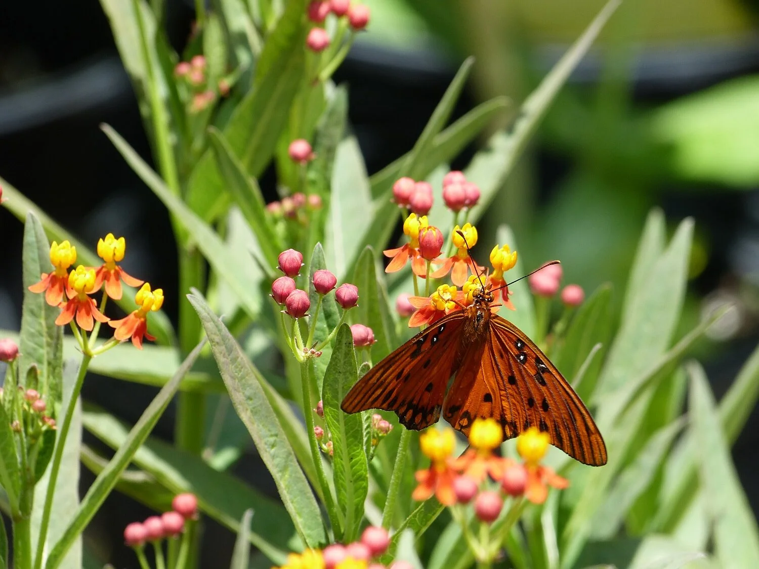 Butterfly Milkweed.JPG