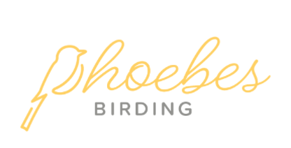 Phoebes Birding