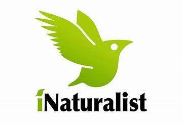 iNaturalist