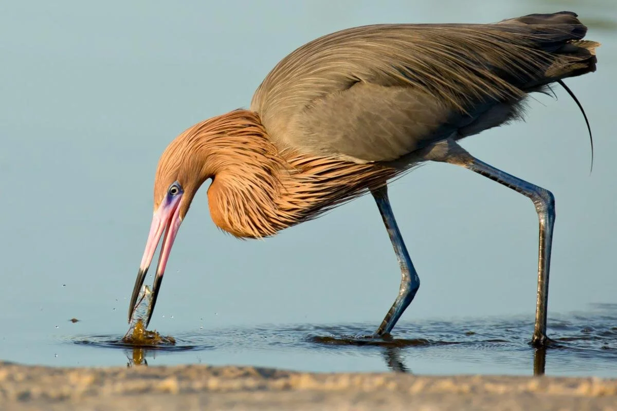 Crocodile Lake National Wildlife Refuge Christmas Bird Count