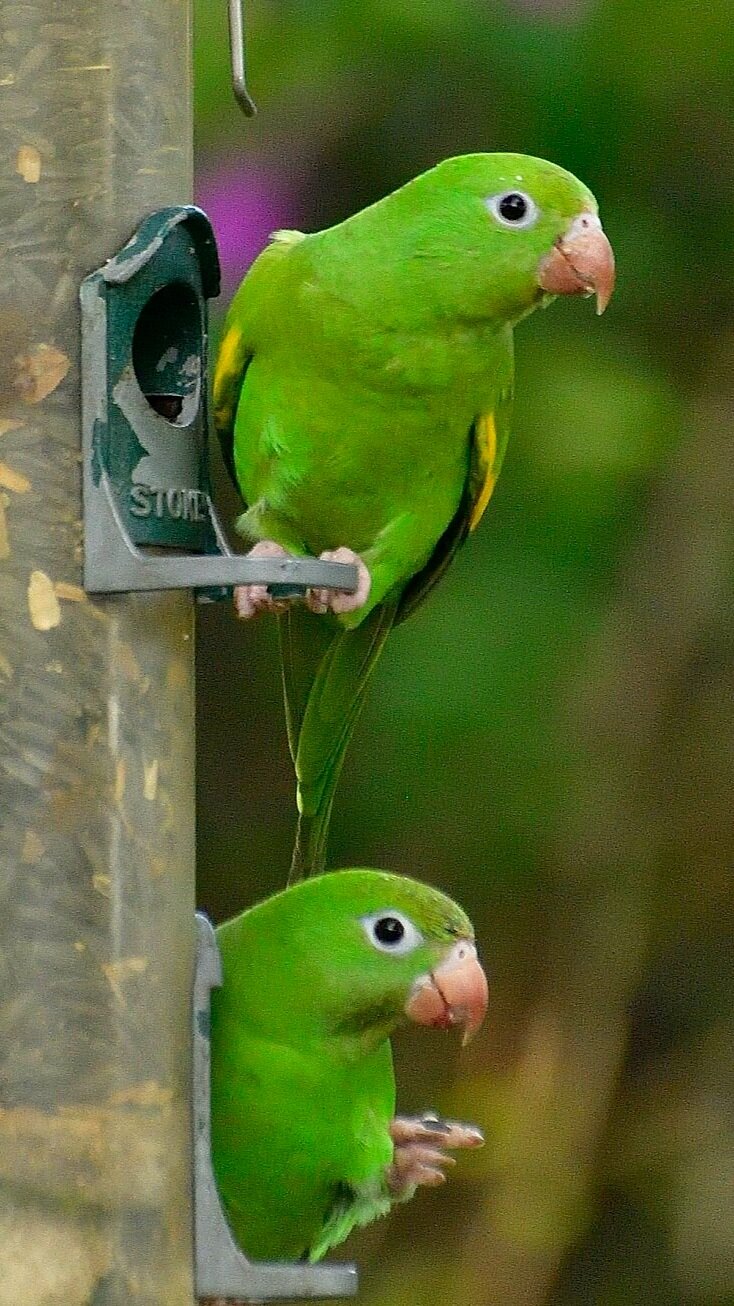 Bird Feeding Tips — Tropical Audubon Society