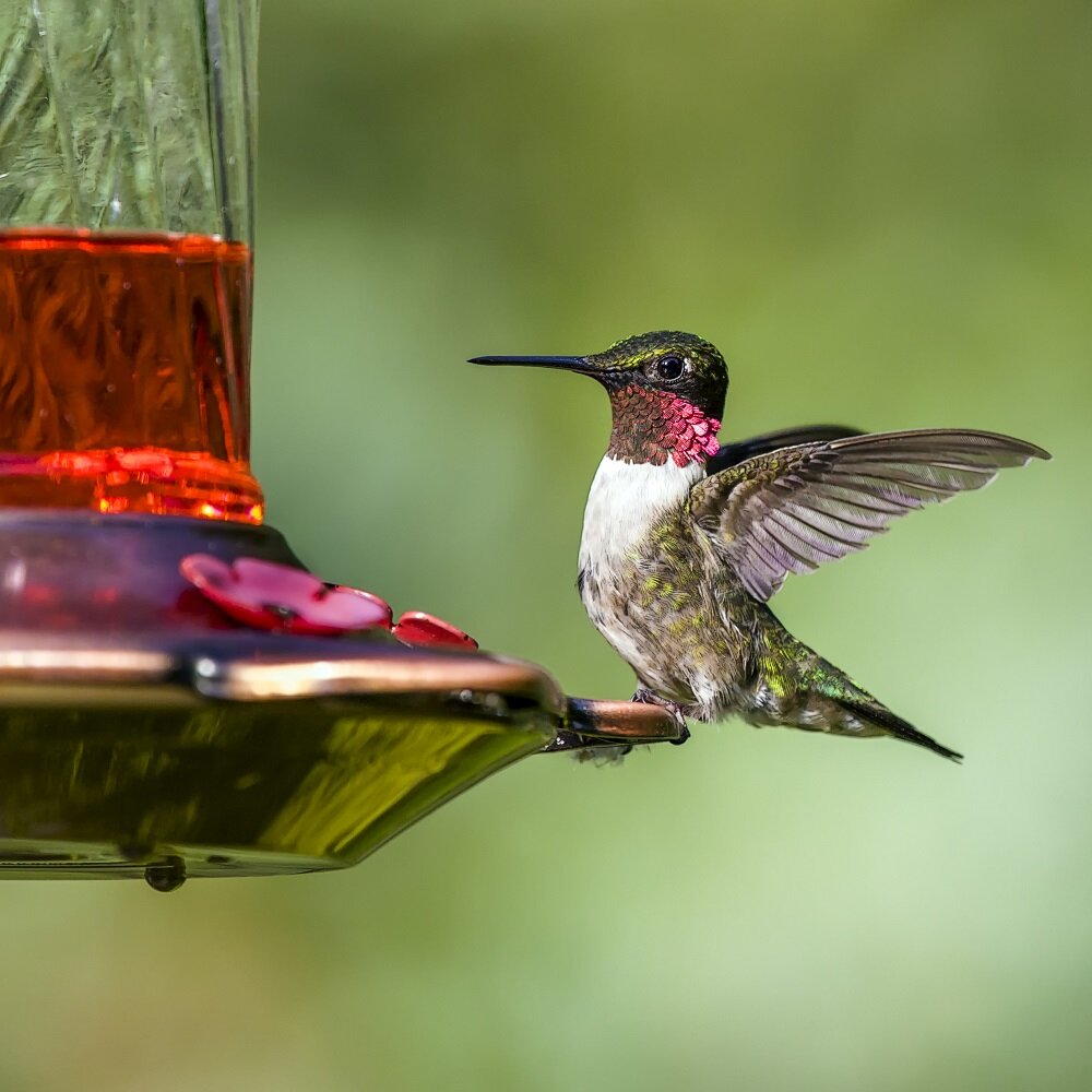 Bird Feeding Tips — Tropical Audubon Society