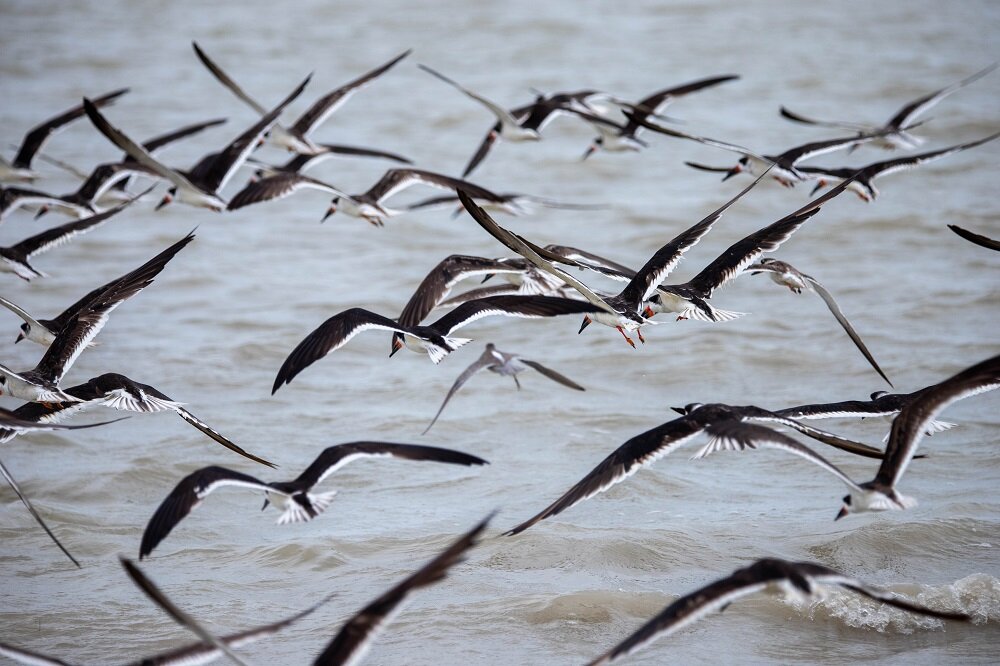 Black Skimmer