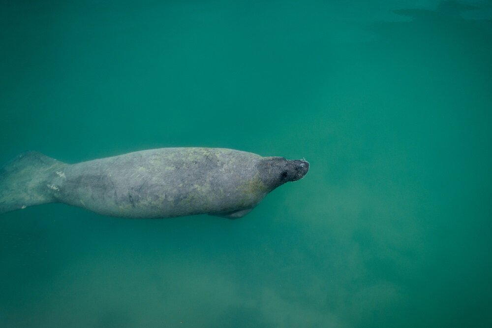 Florida Manatee