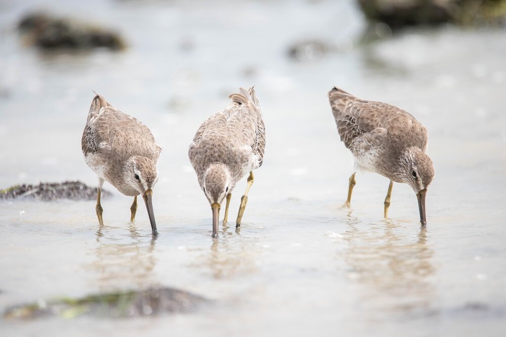 Short-billed Dowitcher by Federico Acevedo