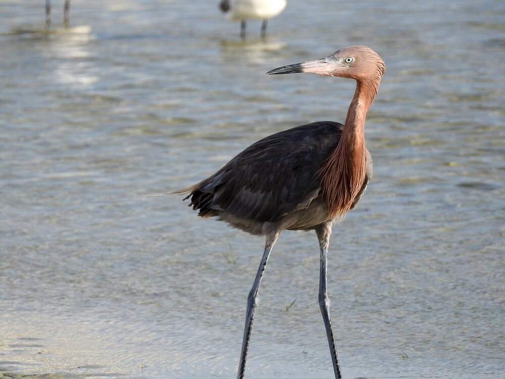 Reddish Egret