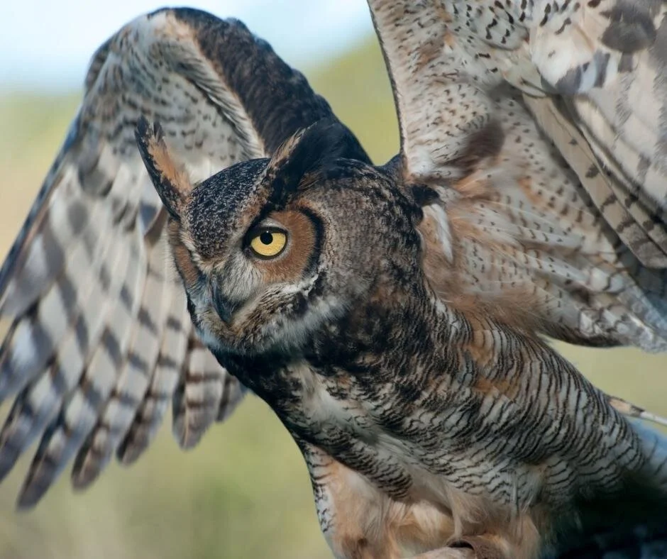 Loxahatchee National Wildlife Refuge Bird Walk {CANCELED)