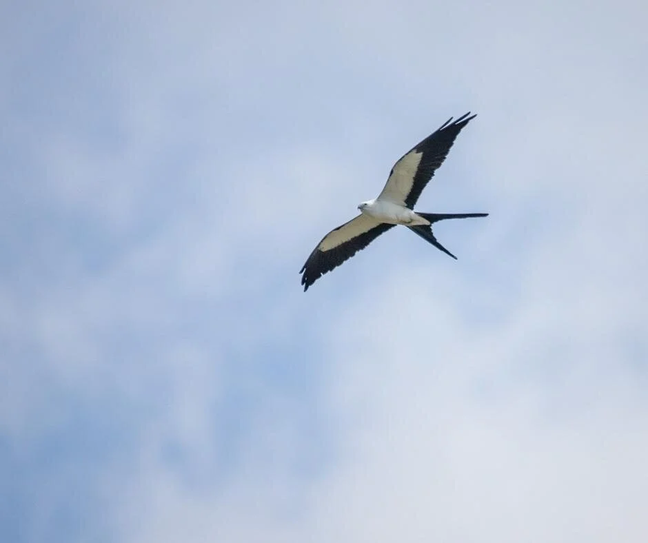 Everglades National Park Birding