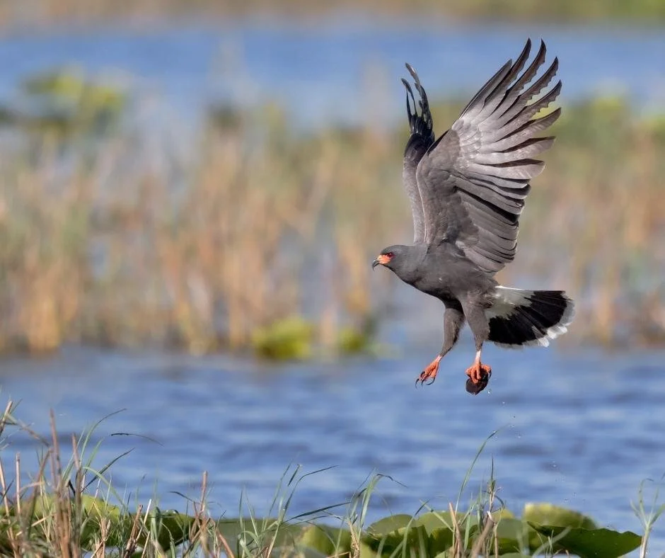 A1-FEB Birding