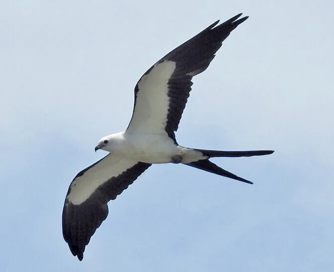 Florida Keys Hawkwatch launches Kite Flight 2021