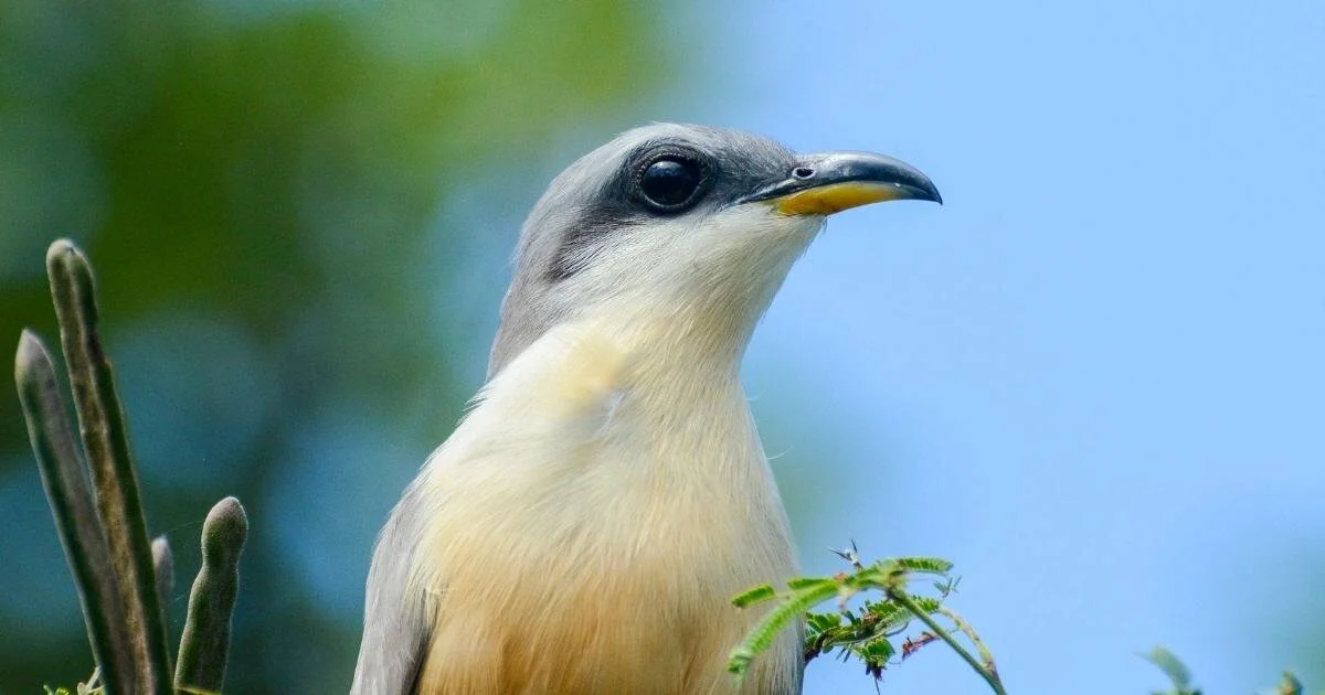 Key Largo Hammocks State Botanical Site: Birds, Butterflies and Native Plants