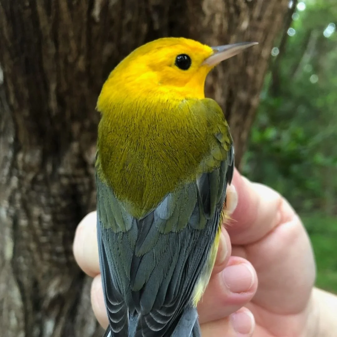 A trickle of migrants