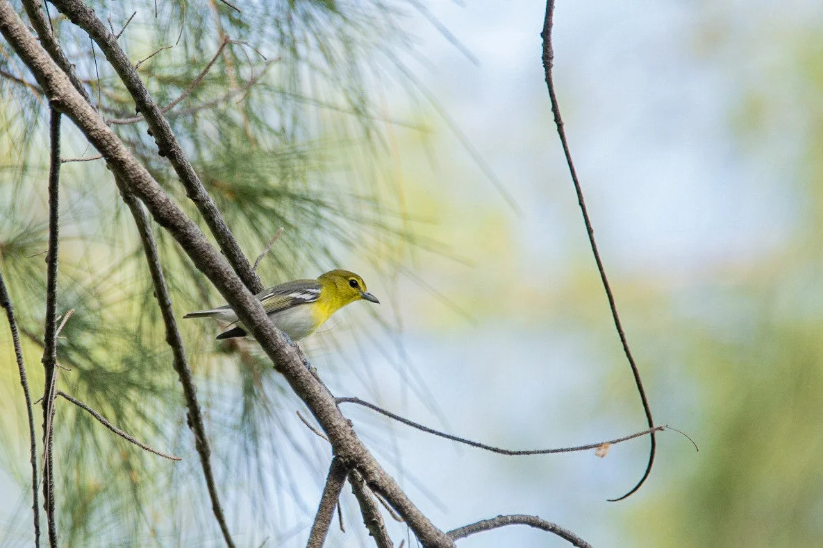 Late August Birding at Greynolds Park