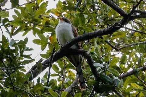 TAS Bird Walk at A.D. Barnes Park