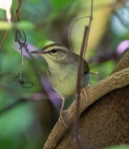 TAS Bird Walk at Kendall Indian Hammocks Park