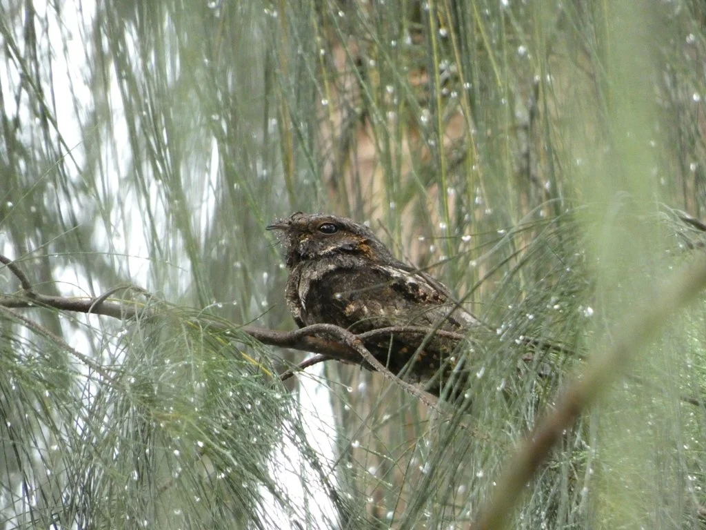 Miami (Dade County) CBC Results