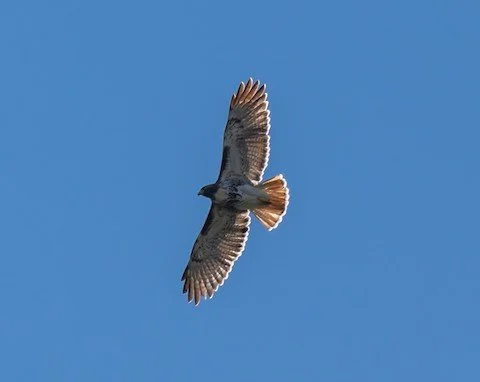 North Broward Birding, 1/15/22