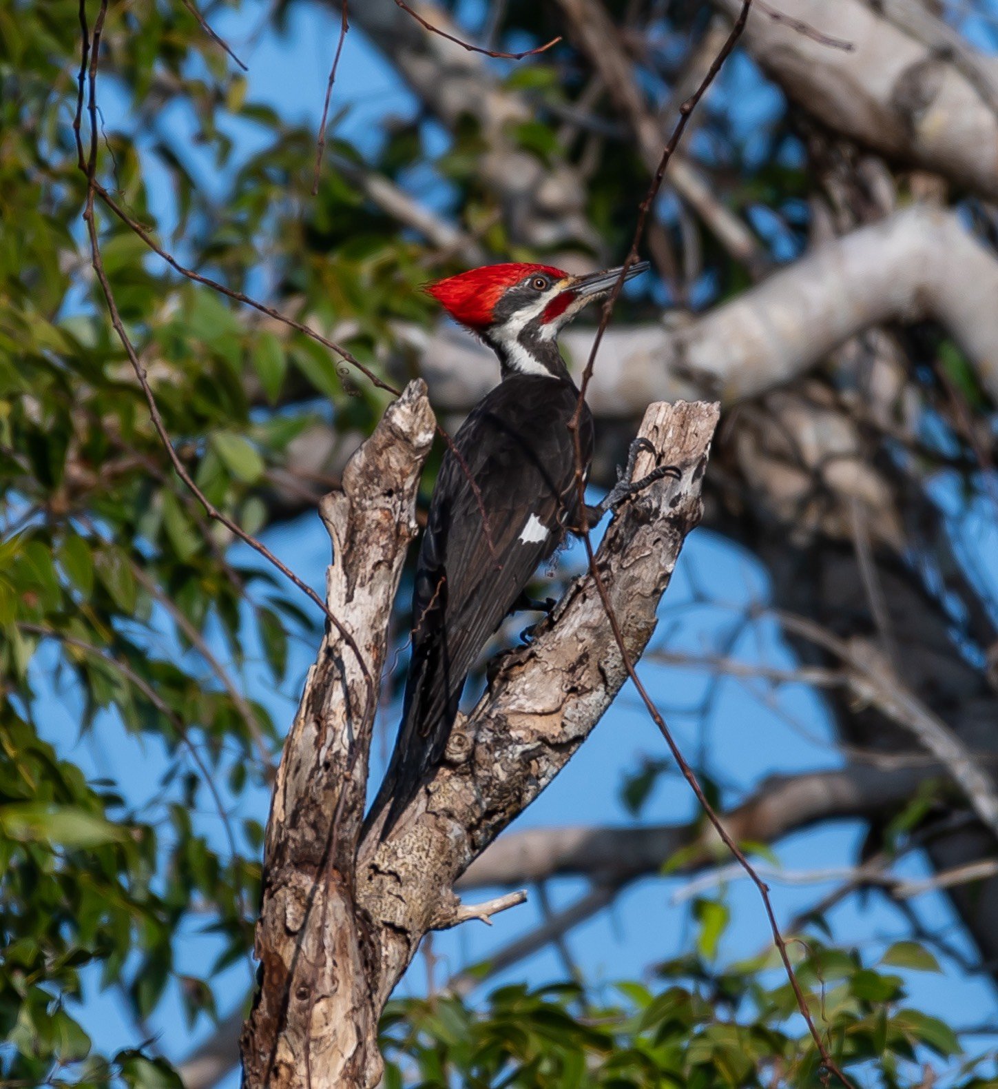 Long Key Natural Area Birding with PhoebesBirding
