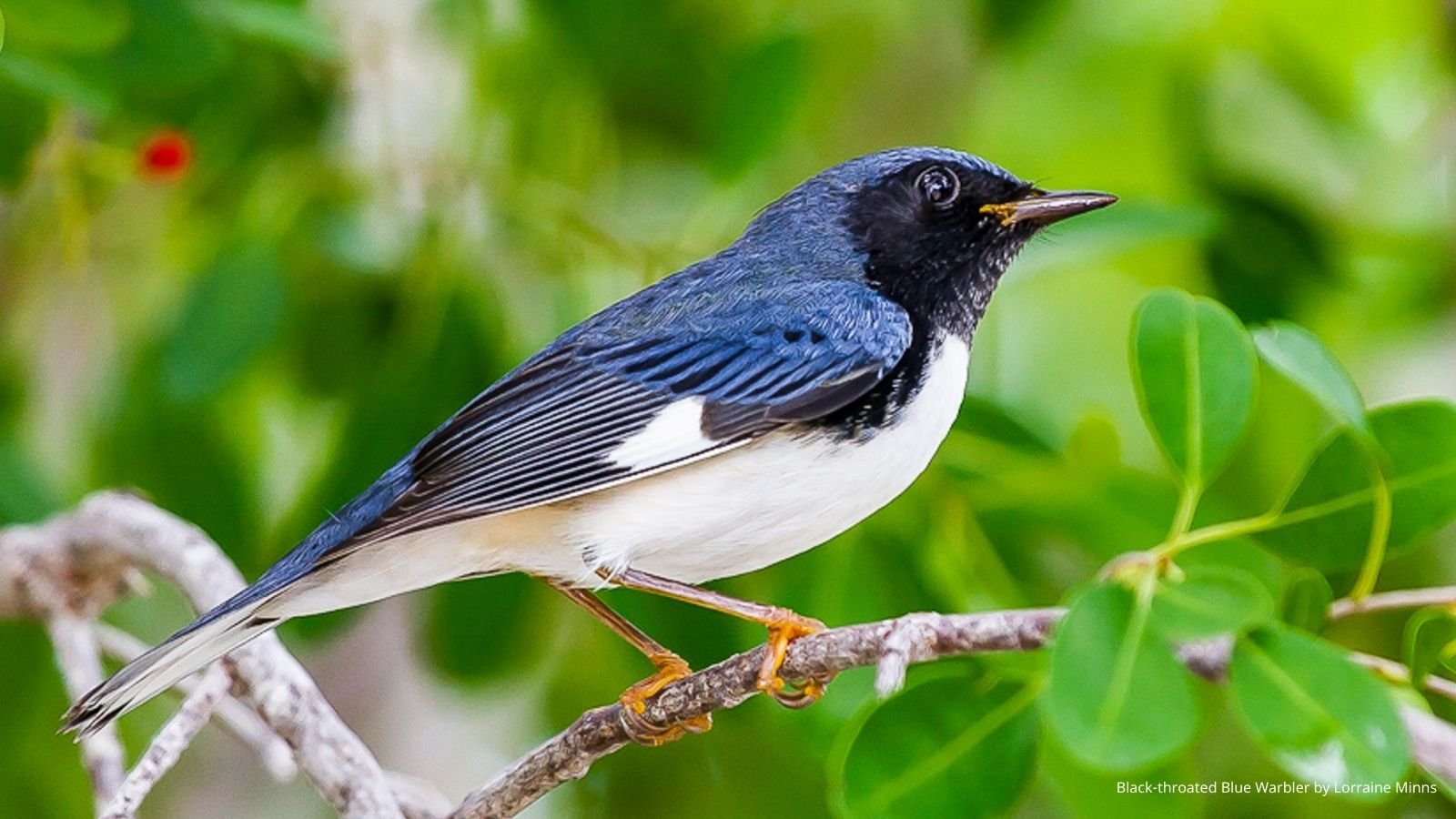 Black-throated Blue for Squarespace.jpg