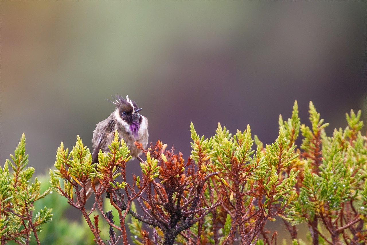 Charm of the Colombian Andes - Birding the Coffee Triangle (WAITING LIST ONLY)