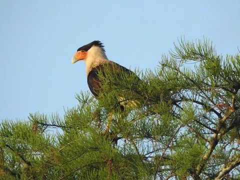 TAS Birding Trip to Snake Road, CREW Bird Rookery Swamp and Picayune Strand State Forest, 4/9/22 
