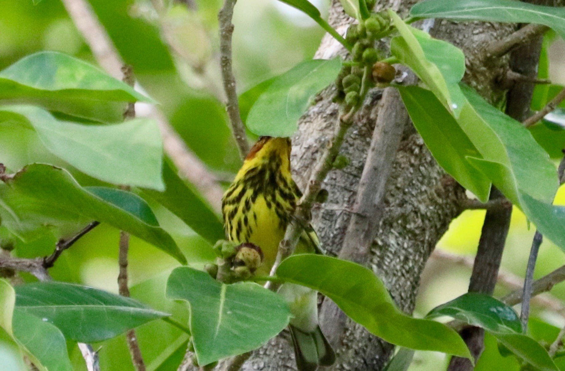 BillBaggsApril232022CapeMayWArbler.jpg