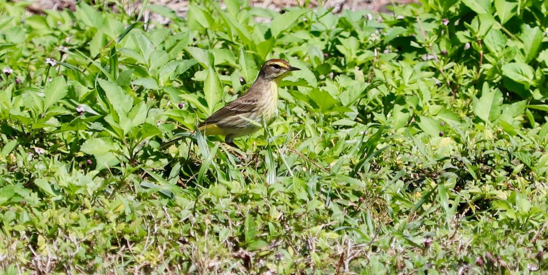 BillBaggsApril232022PalmWArbler.jpg