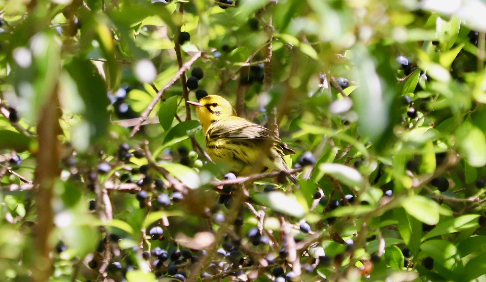 BillBaggsApril232022PrairieWarbler.jpg