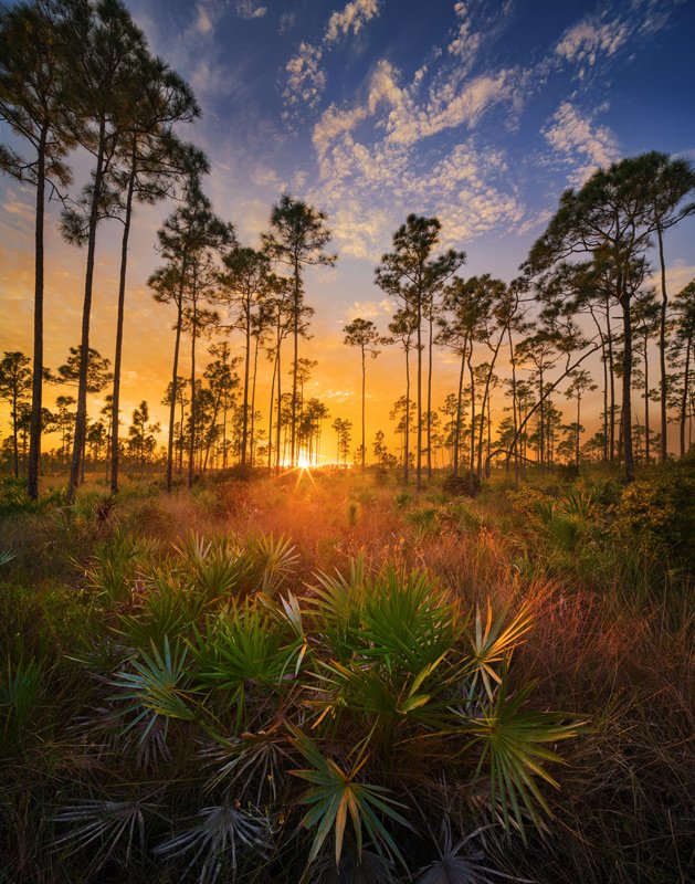 Pine Rocklands (Photo by Paul Marcellini)