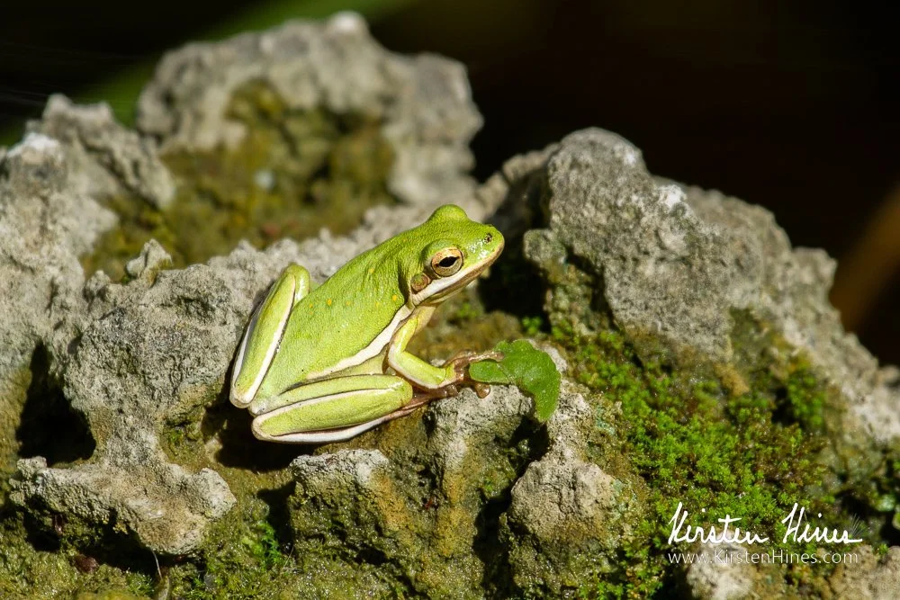 ANNUAL HOLIDAY BRUNCH & STATE OF THE PHOEBES MEETING