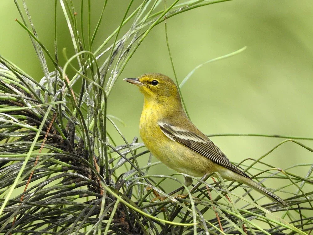 A.D. Barnes Park Birding, 10/22/22