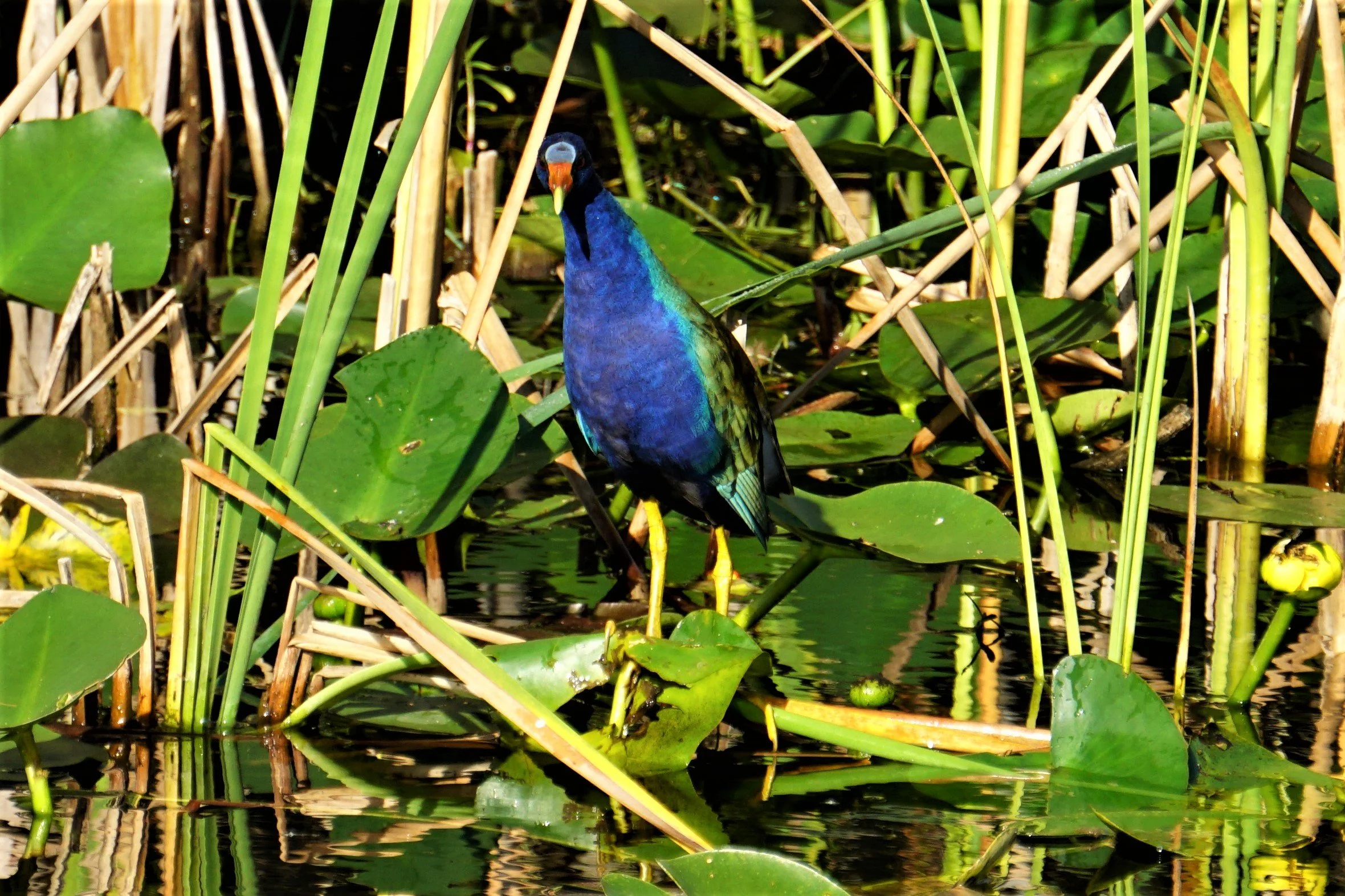 Shark Valley and Big Cypress Birding, 2/11/23
