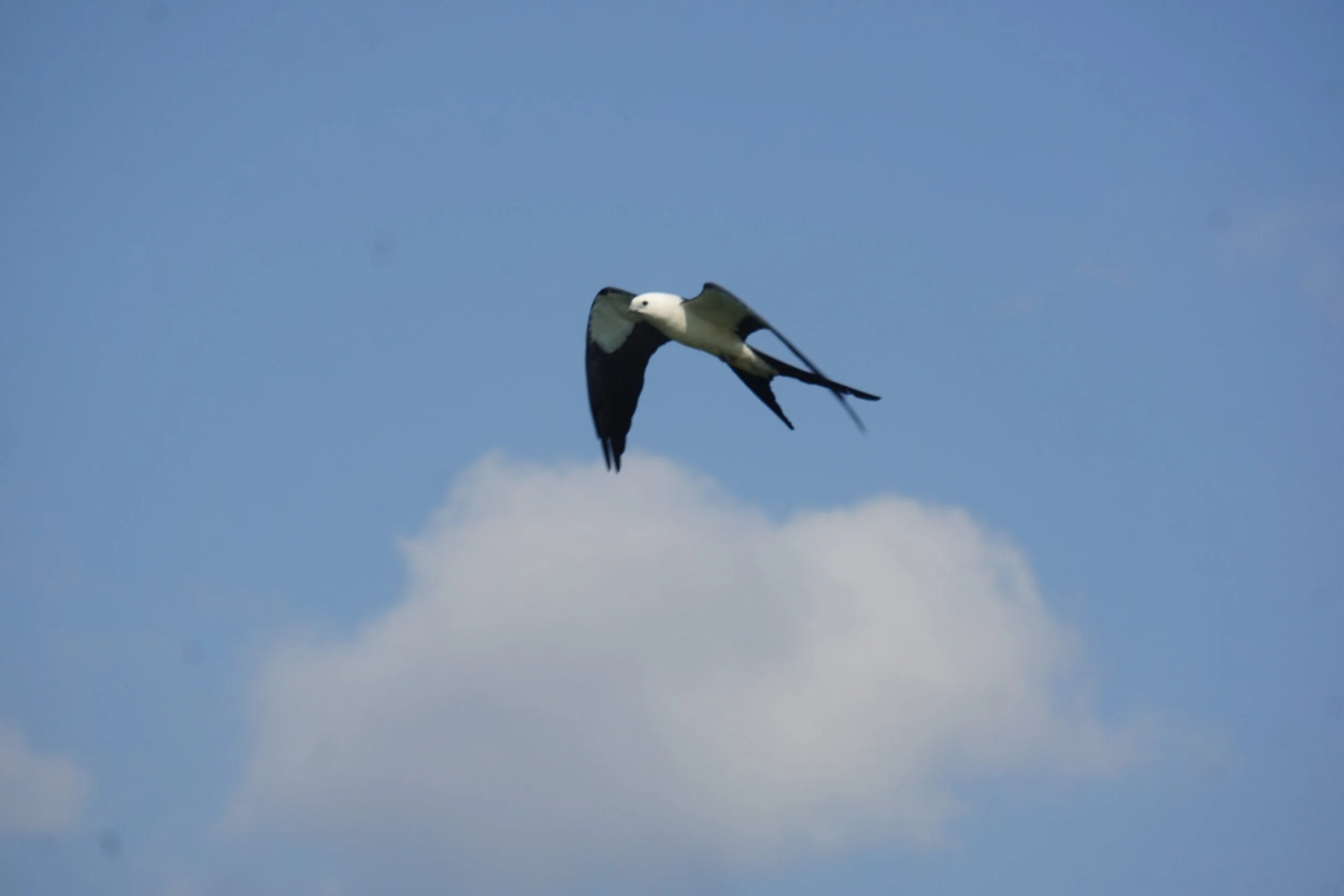 Everglades National Park, 3/4/23: A Half-Century Day!