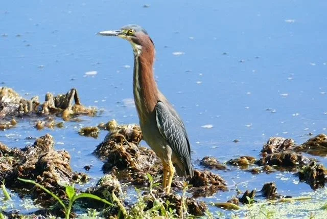 Peaceful Waters Sanctuary with Phoebes Birding 