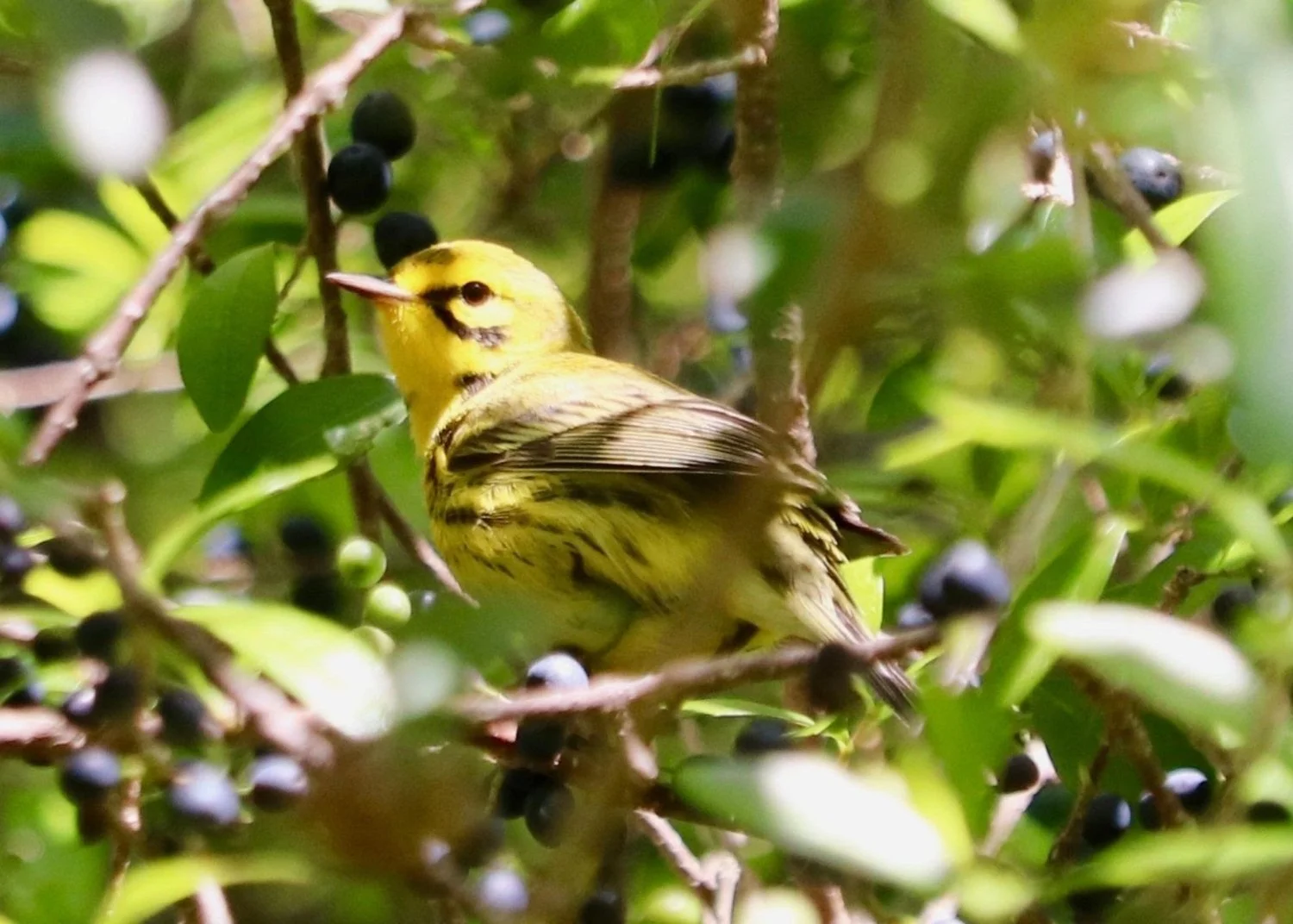 Evergreen Cemetery Bird Walk with Phoebes Birding
