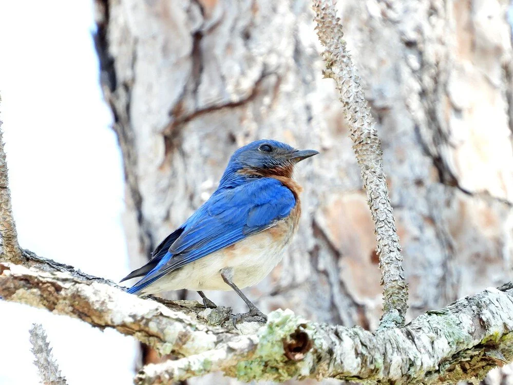 Snake Road, CREW Bird Rookery Swamp and Picayune Strand Birding, 4/15/23