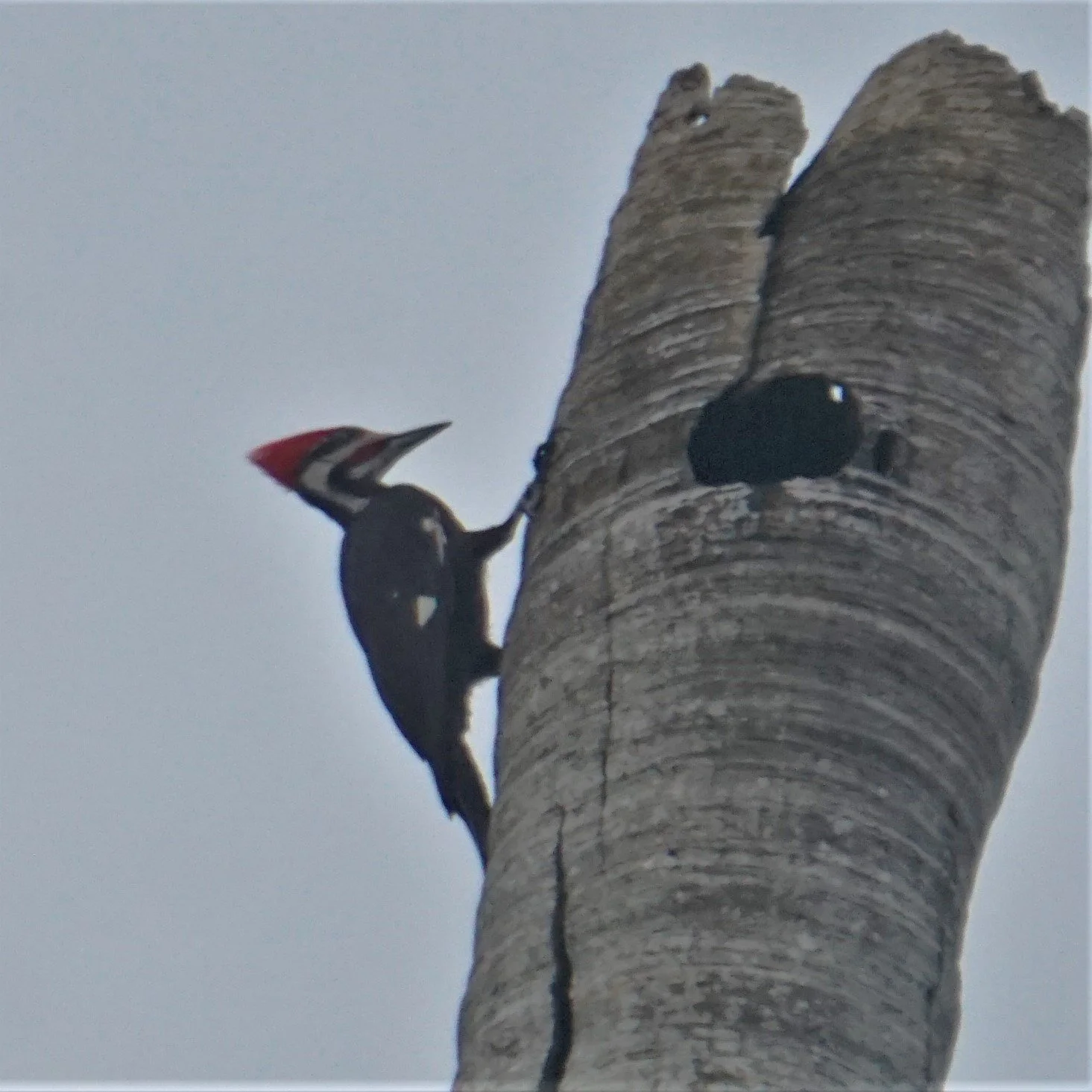 Matheson Hammock Park Birding, 4/29/23