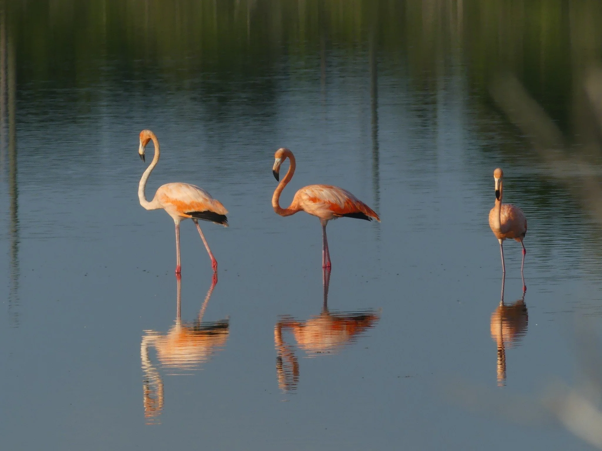 Hurricane Idalia & the American Flamingo “invasion”