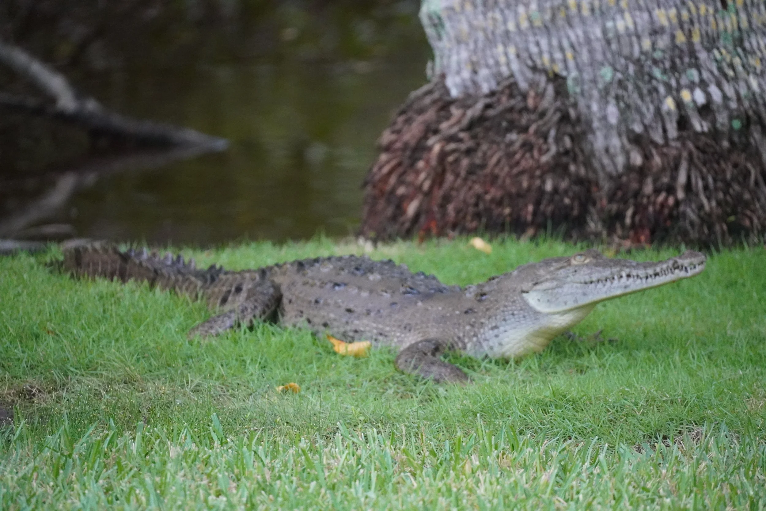 Fairchild Tropical Botanic Garden Birding, 9/23/23