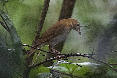 A. D. Barnes Park Birding, 9/30/23