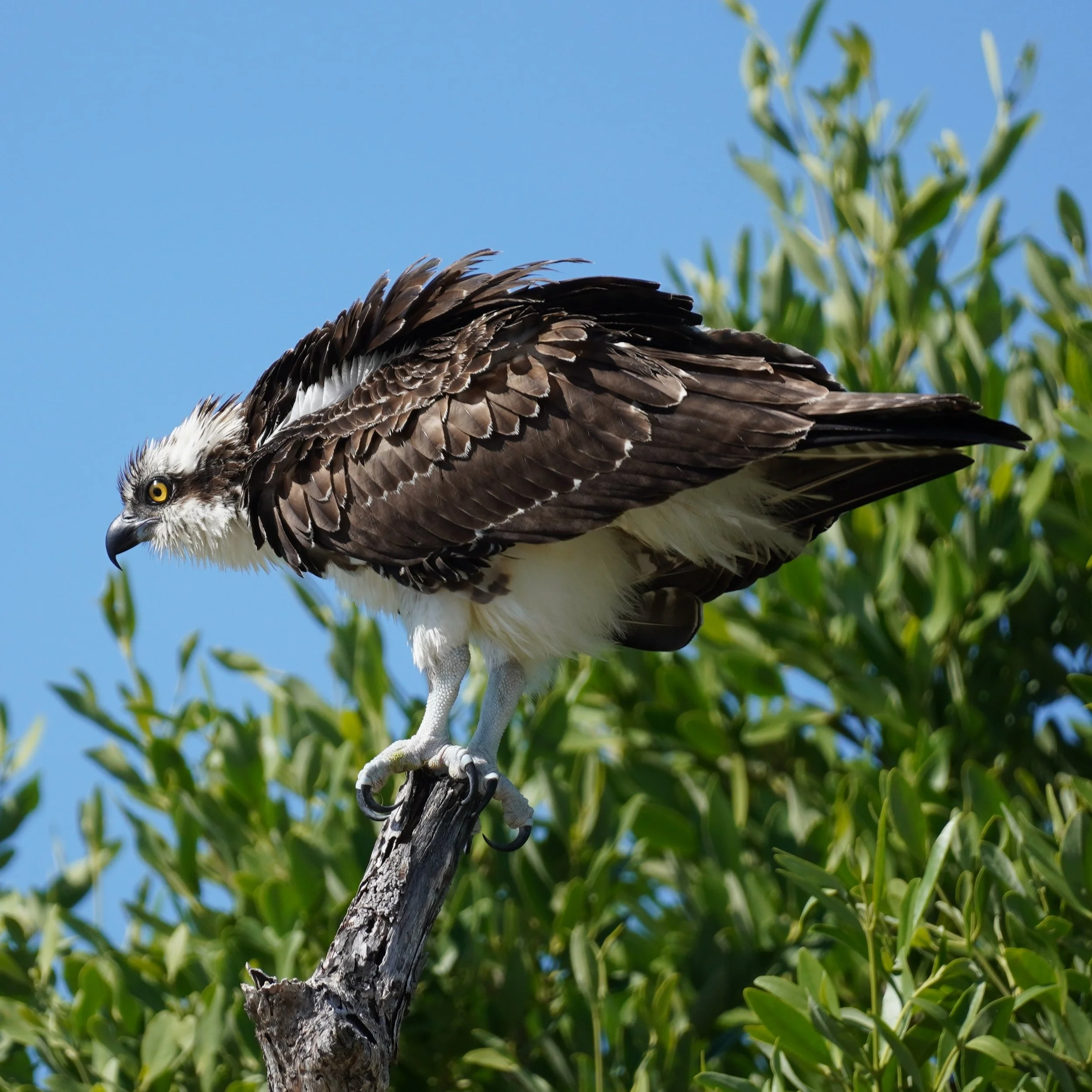 Islamorada Area Birding, 10/7/23