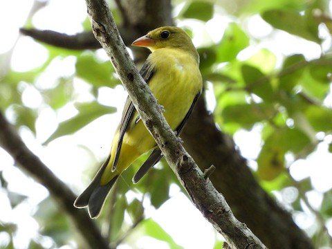 A.D. Barnes Park Birding, 10/22/23