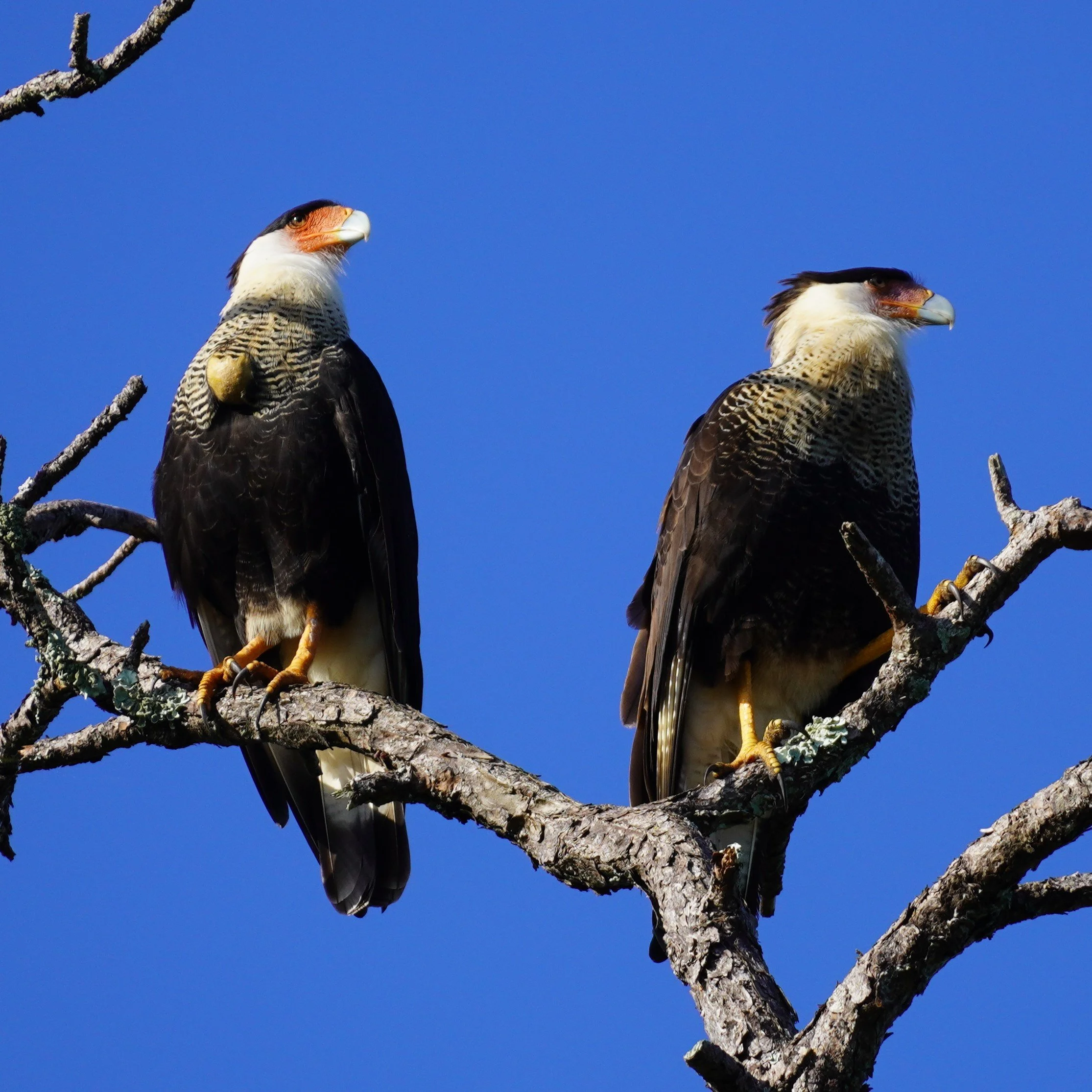 Corkscrew Swamp Sanctuary Birding, 10/28/23