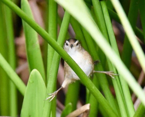 Southern Palm Beach County Birding, 11/4/23