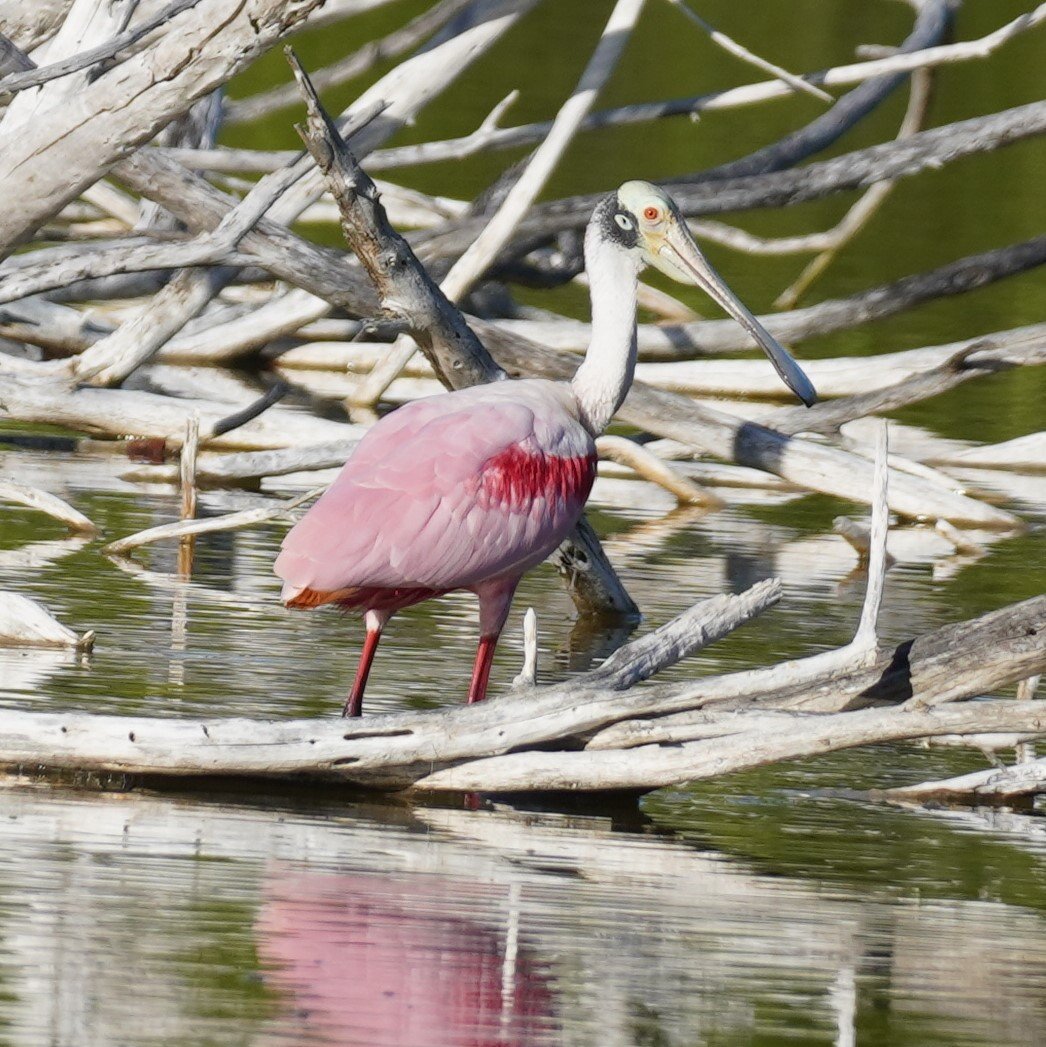 Everglades National Park Birding, 11/11/23