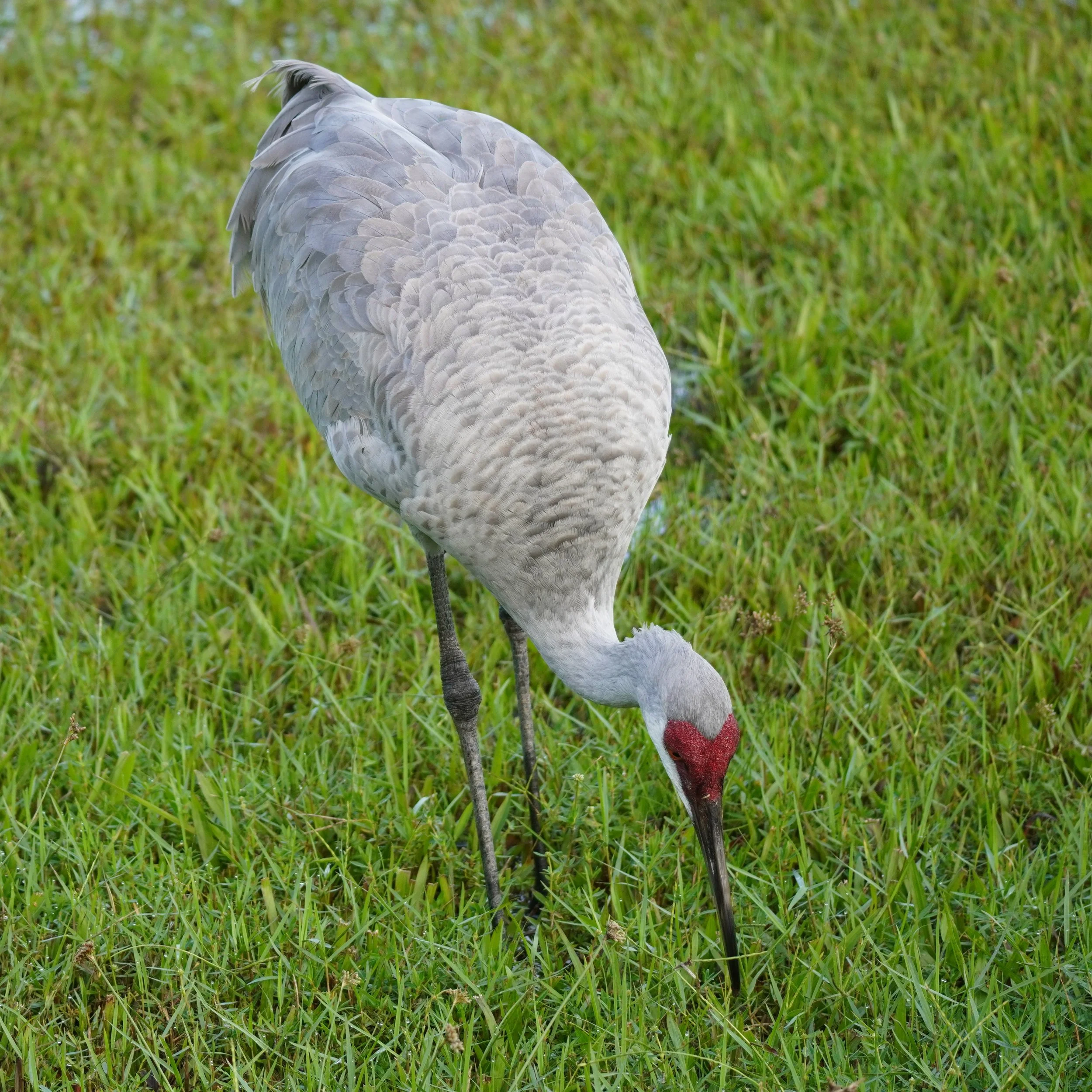 Accessible Inclusive Birding, 11/25/23